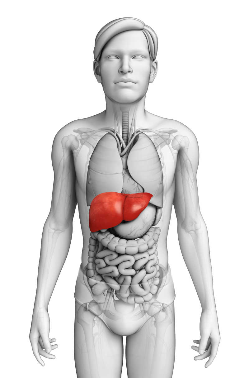 男人器官模型中的肝脏