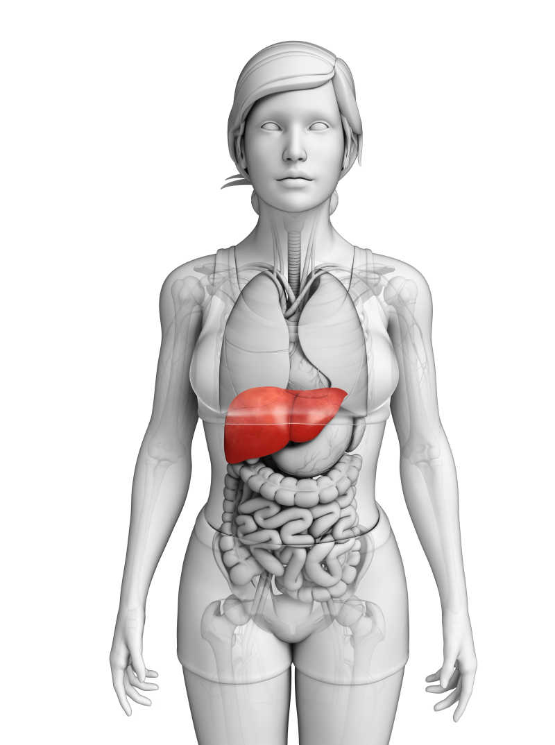 女人模型上的肝脏