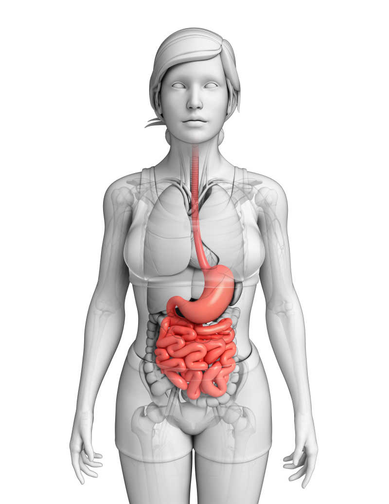 女性小肠解剖模型图