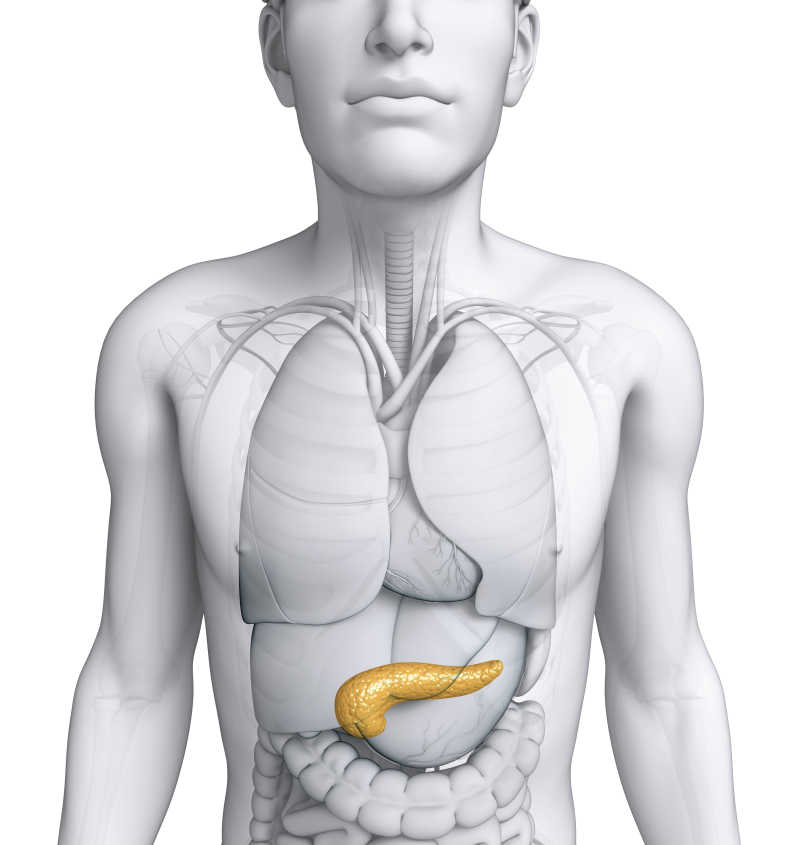 男性胰腺解剖示意图