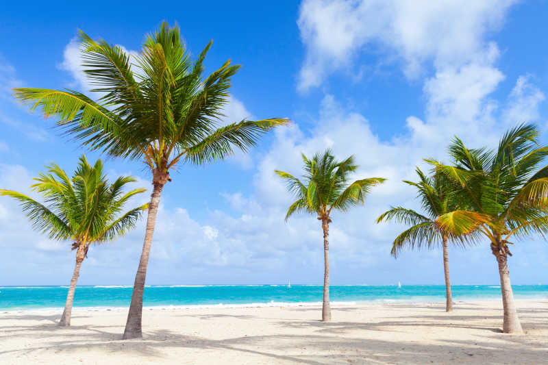 棕榈树在白沙滩上生长