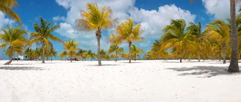 棕榈树的白色沙滩