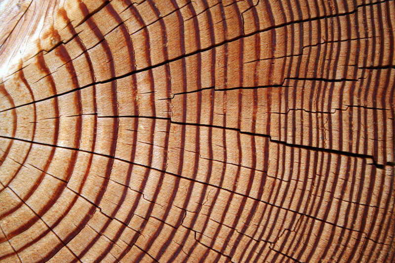 木材切面的年轮