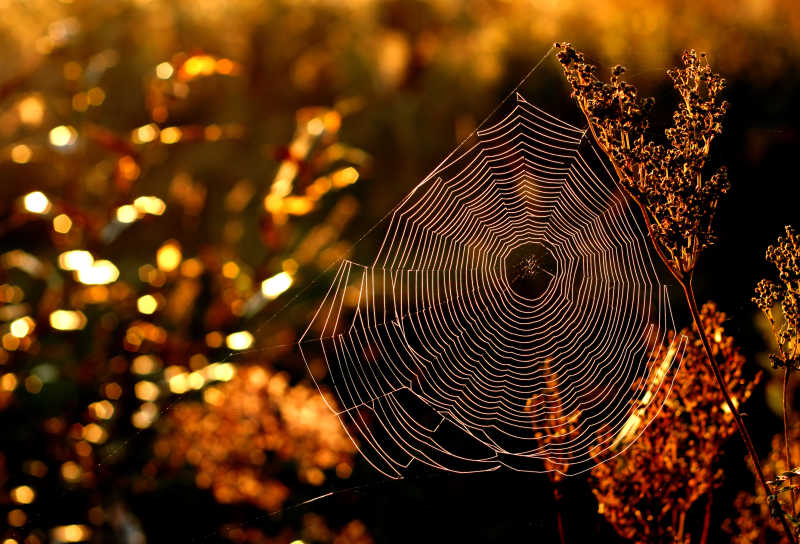 秋天早晨的蜘蛛网