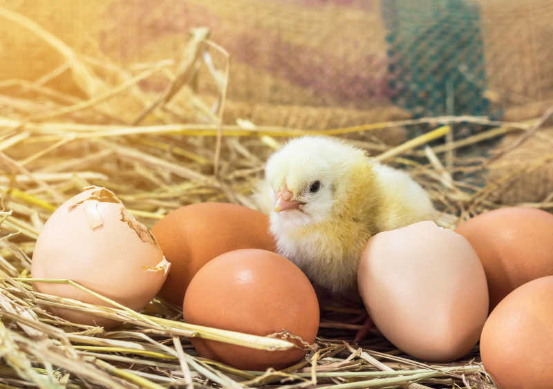 孵化出的小鸡与鸡蛋