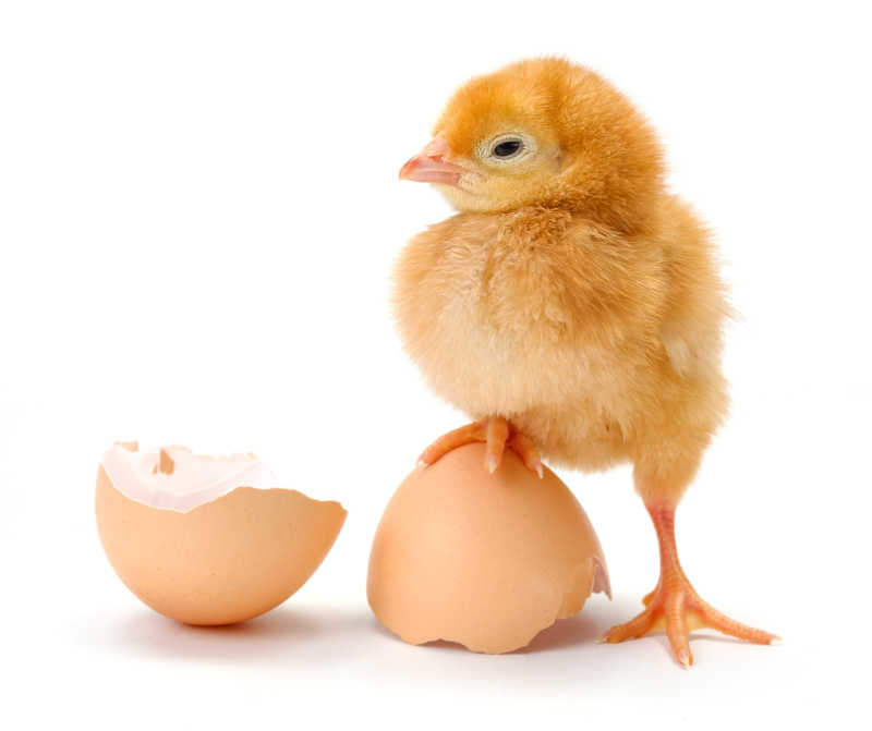 踩在蛋壳上的小鸡
