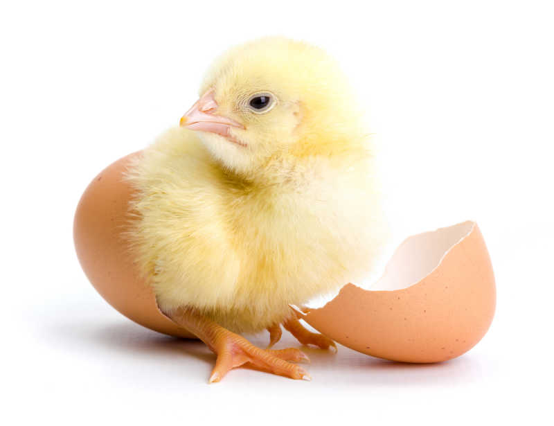 白色背景上的小鸡与蛋壳