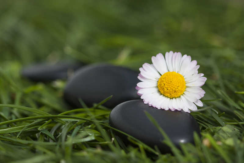 草地上的温泉石和花朵