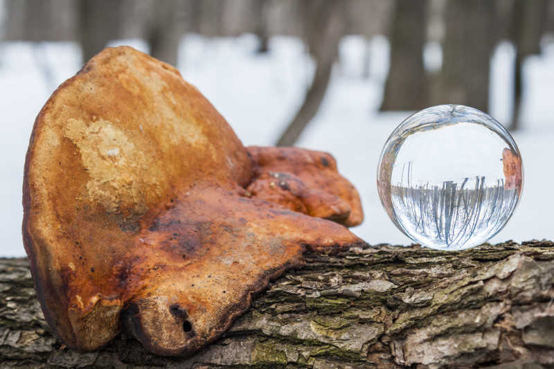 石头旁边树木上的水晶球