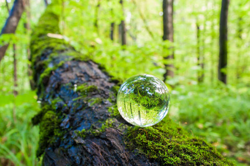 树上清澈透明的水晶球