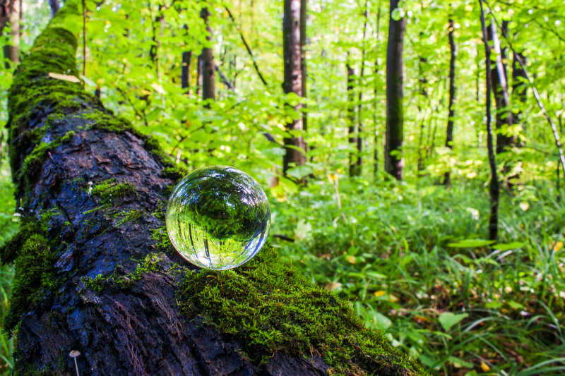 森林中树木上的水晶球