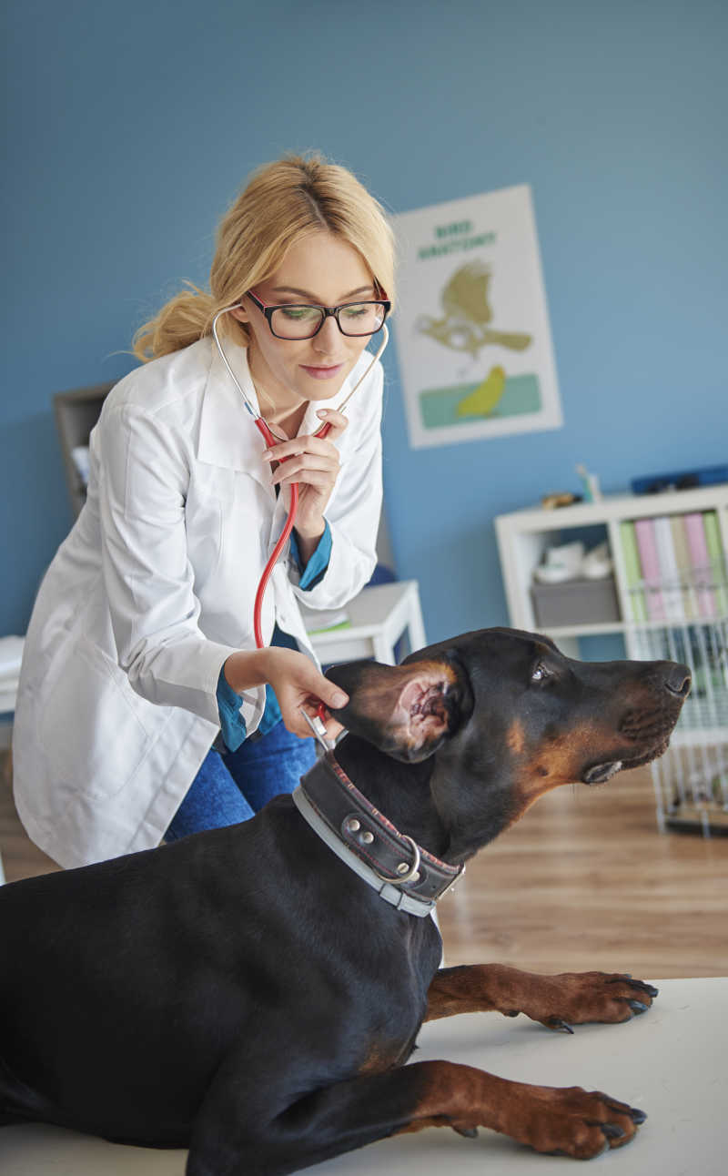 医生检查狗的耳朵状况