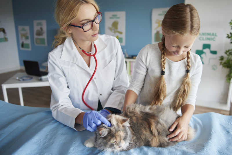 兽医检查猫的脉搏