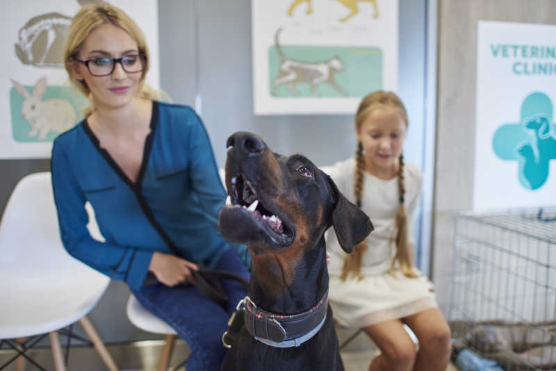 美女和小女孩带狗去兽医做检查