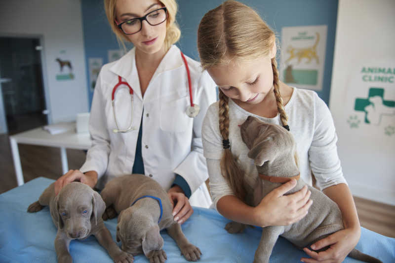 兽医与女孩跟狗做朋友