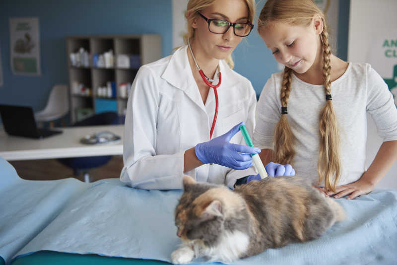 兽医给生病的猫注射液体