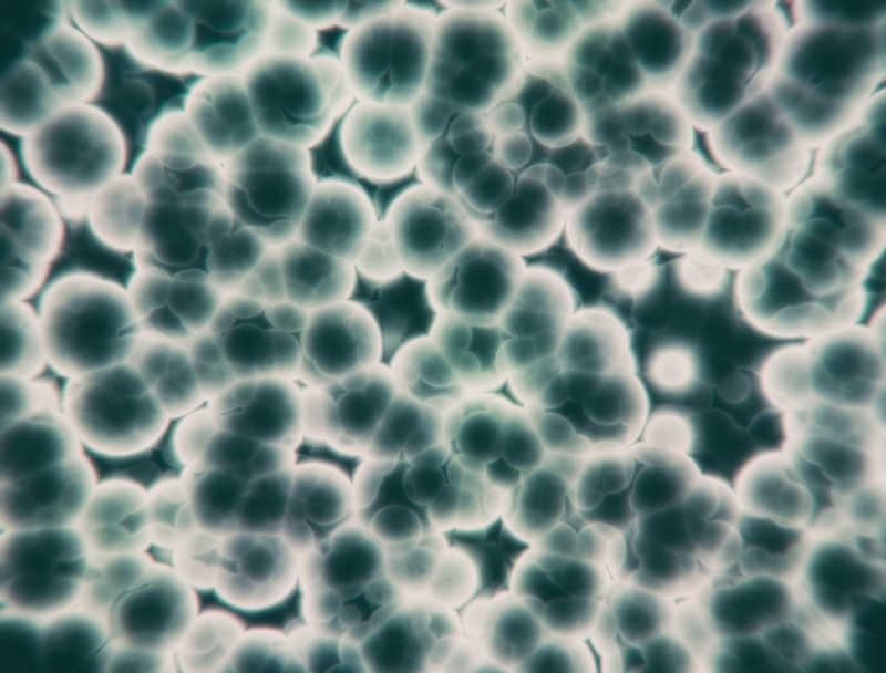 微生物细胞抽象背景