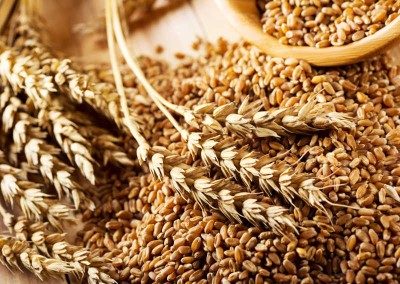 小麦籽粒和小麦穗
