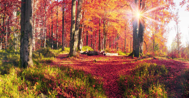 秋季山毛榉森林的美丽景色
