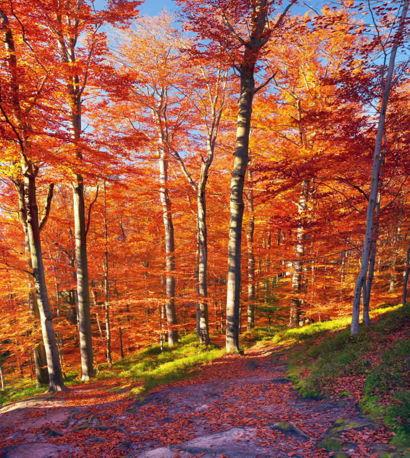 山毛榉岩石和美丽的秋季森林