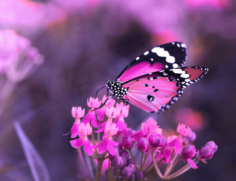 镜头下美丽的蝴蝶与粉色的花