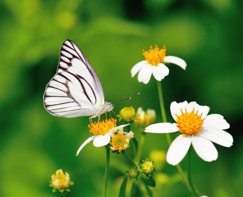 美丽的蝴蝶停在花朵上
