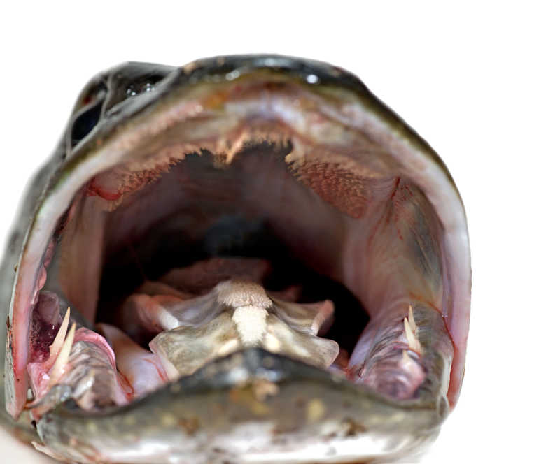 张开嘴巴的北梭鱼