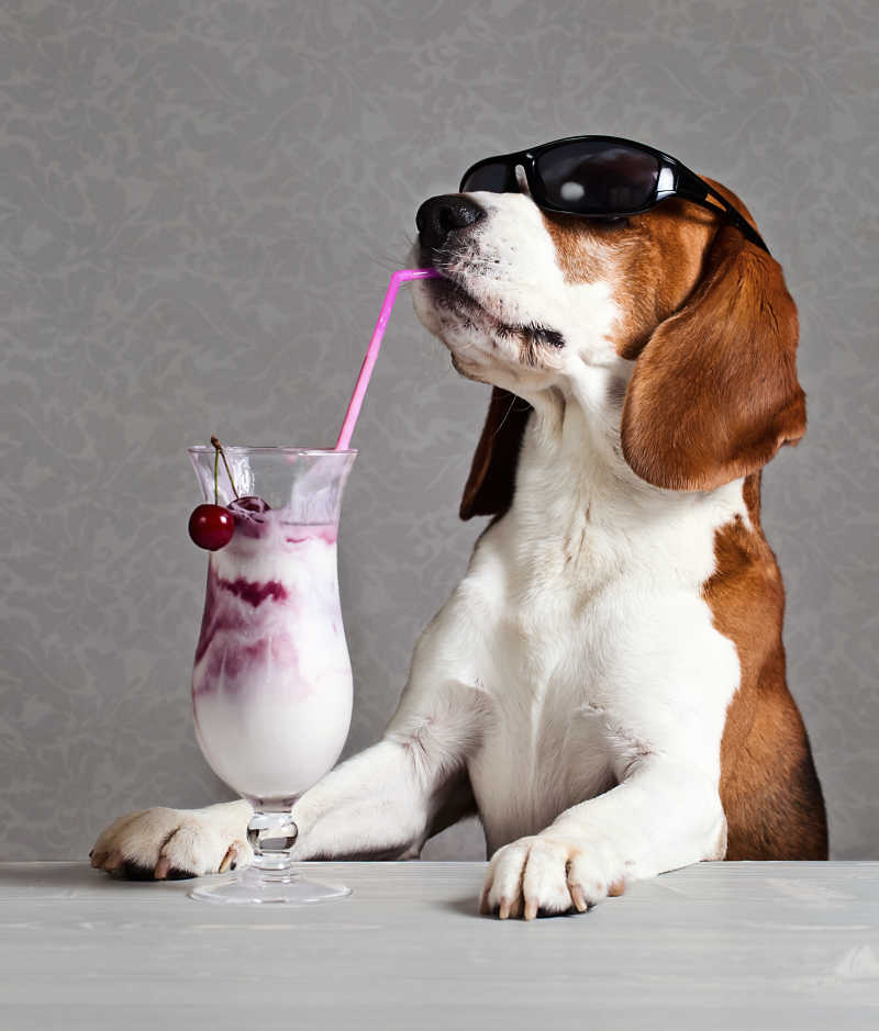 可爱的小猎犬戴太阳镜喝鸡尾酒