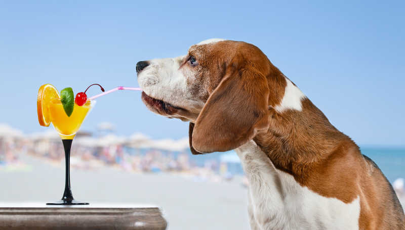 沙滩背景的狗在喝饮料