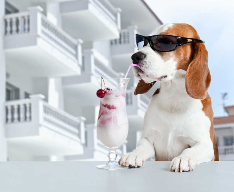 戴墨镜的狗在度假村喝饮料