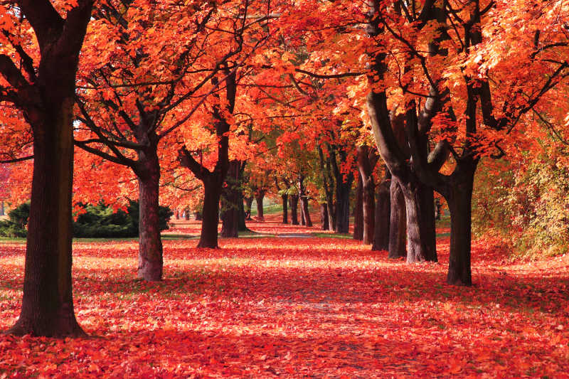 秋季森林红色树叶