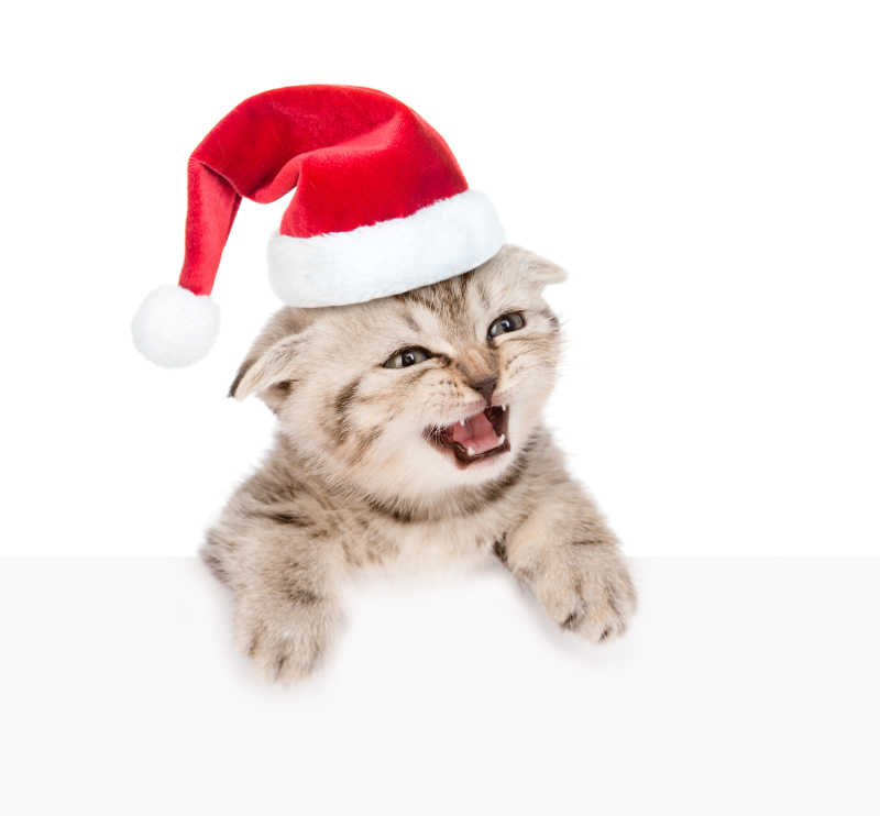 戴着圣诞帽的可爱小猫咪