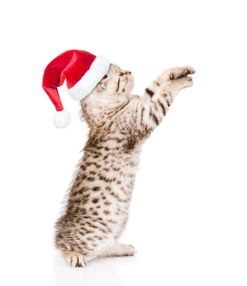 戴着红色圣诞帽的可爱小猫