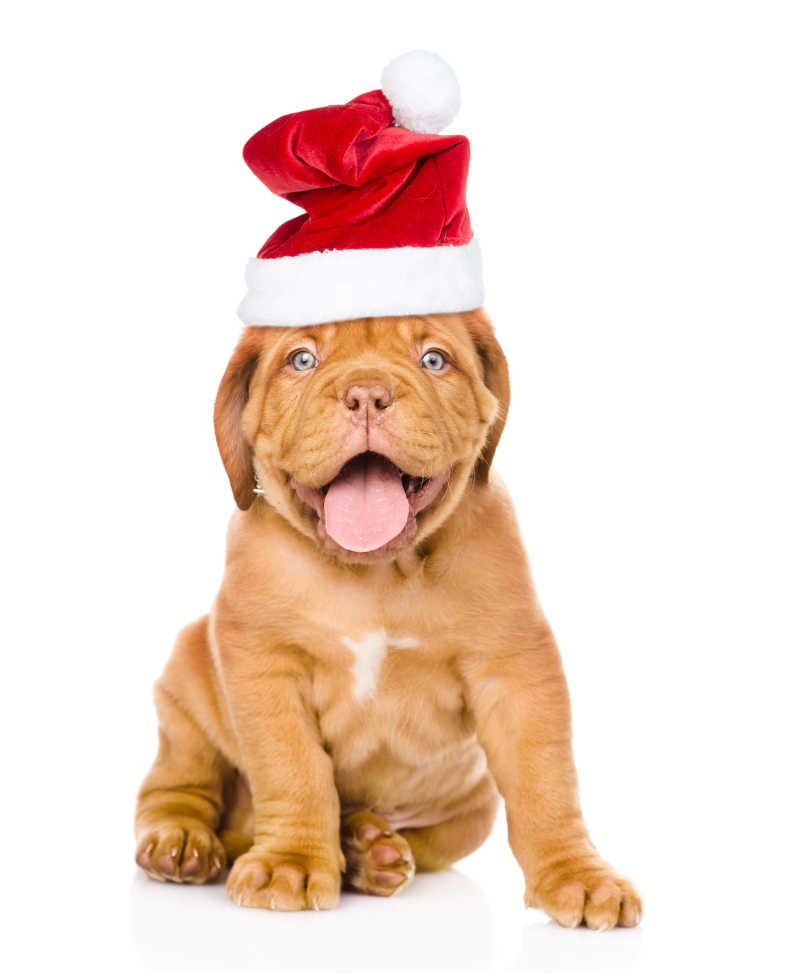 戴着圣诞帽坐着的可爱波尔多小狗