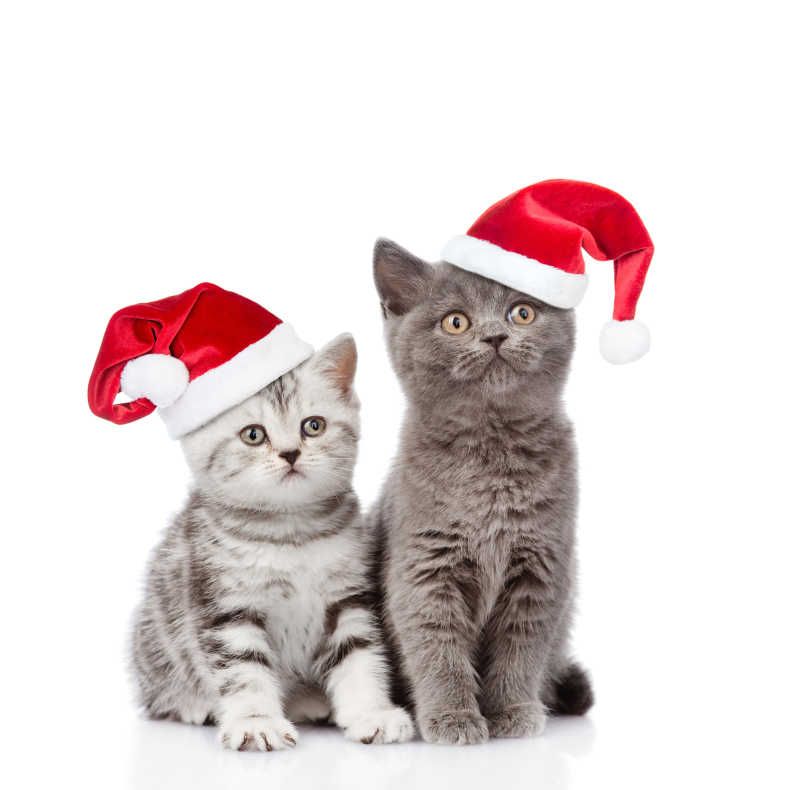 戴着圣诞帽的两只可爱猫咪