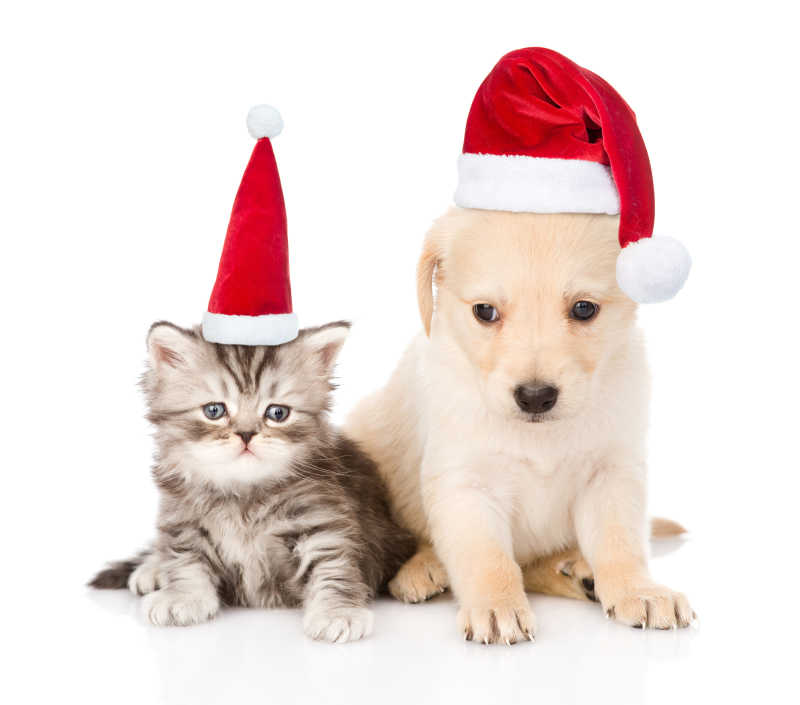 戴着圣诞帽的宠物猫咪与狗狗
