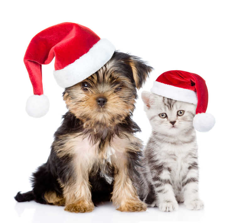 戴着红色圣诞帽坐在一起可爱的猫咪与狗狗