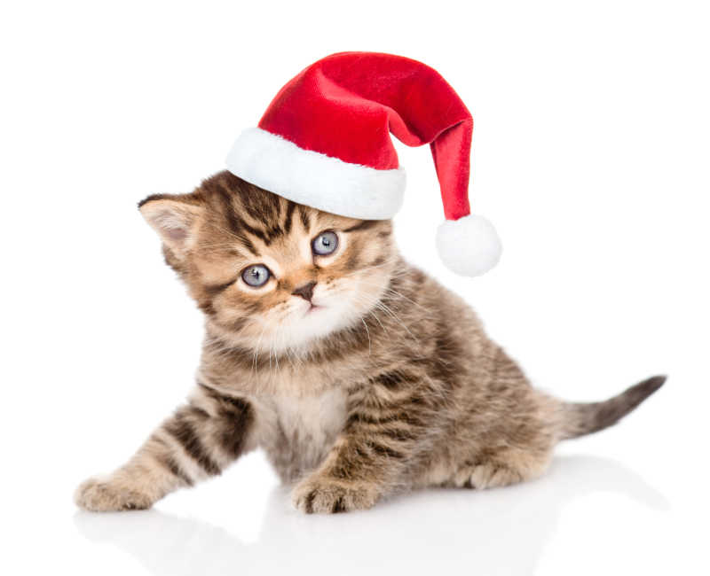 戴着红色圣诞帽的小猫
