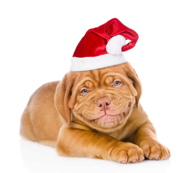 戴着圣诞帽的棕色可爱的狗狗