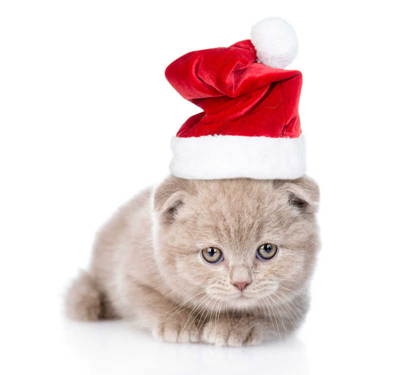 戴着红色圣诞帽可爱的小猫咪