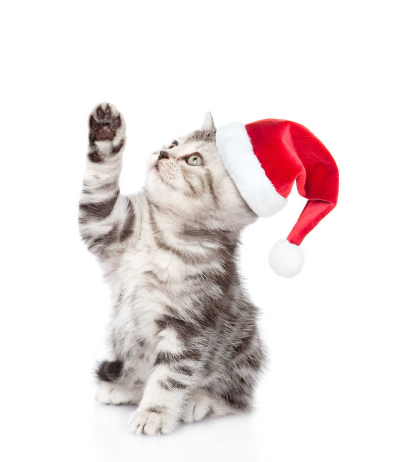 戴着圣诞帽的可爱的猫咪