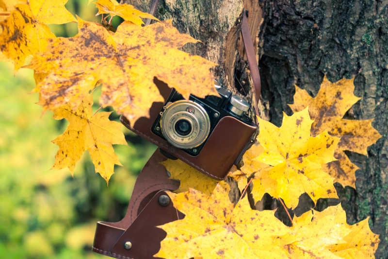 复古相机挂在树上