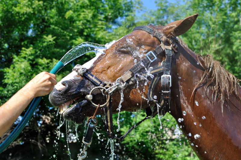 马在炎热的天气中冲冷水澡