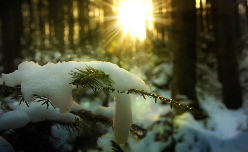 冬季森林的美丽日落