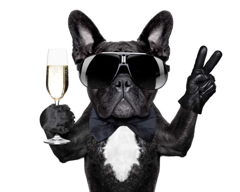 戴墨镜喝香槟的黑色法国斗牛犬
