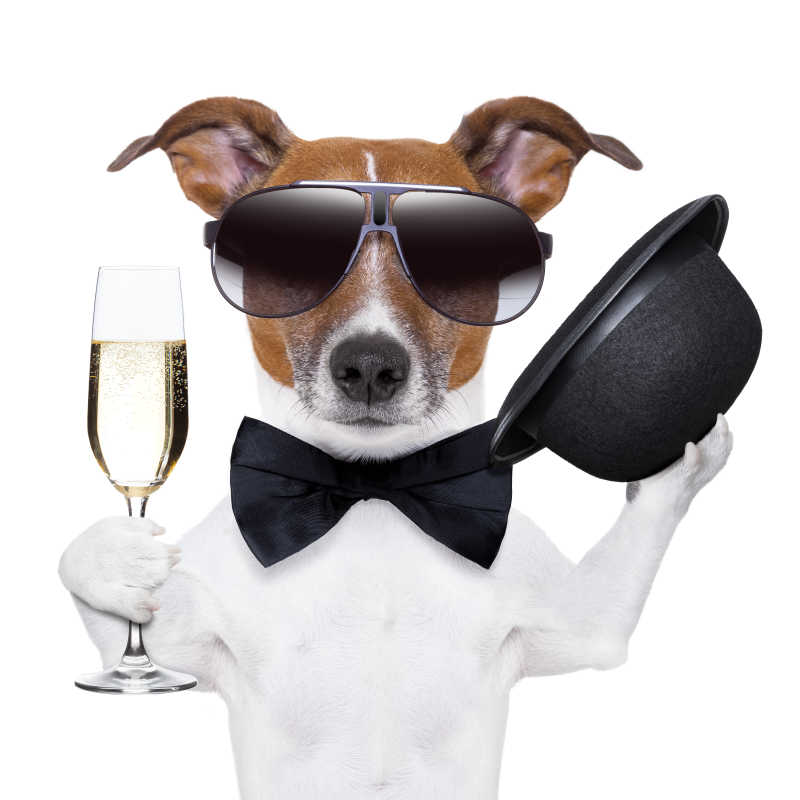 喝香槟戴帽子的绅士狗狗
