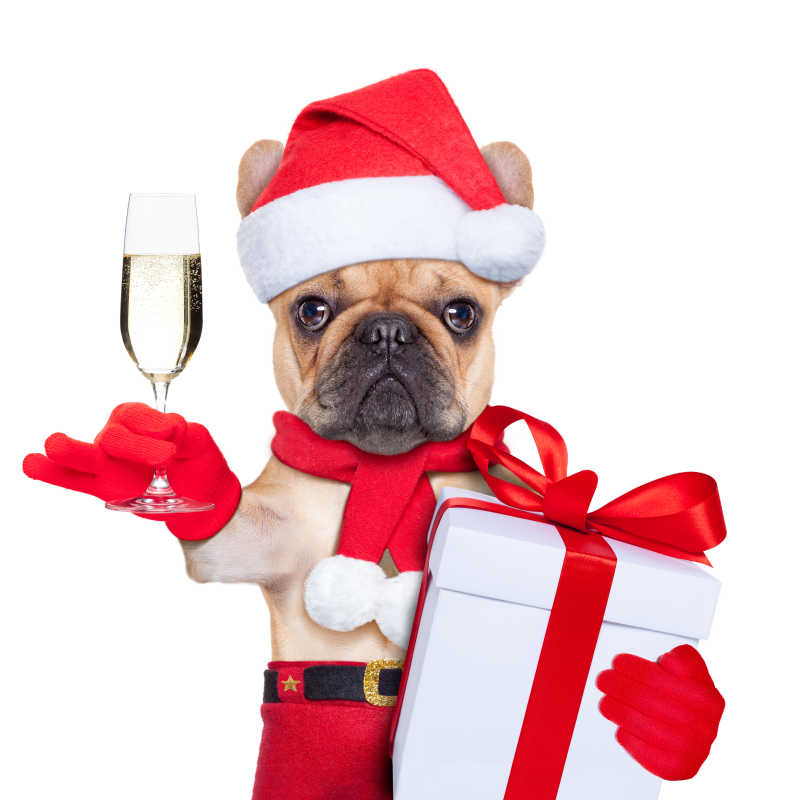 戴圣诞帽喝香槟的狗狗