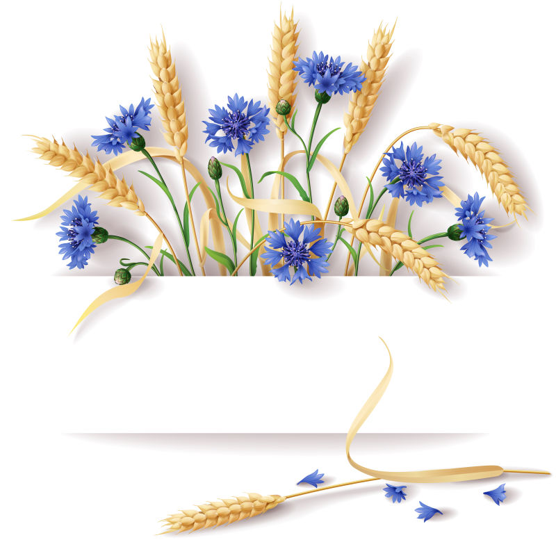 小麦穗和蓝色的矢车菊矢量插画