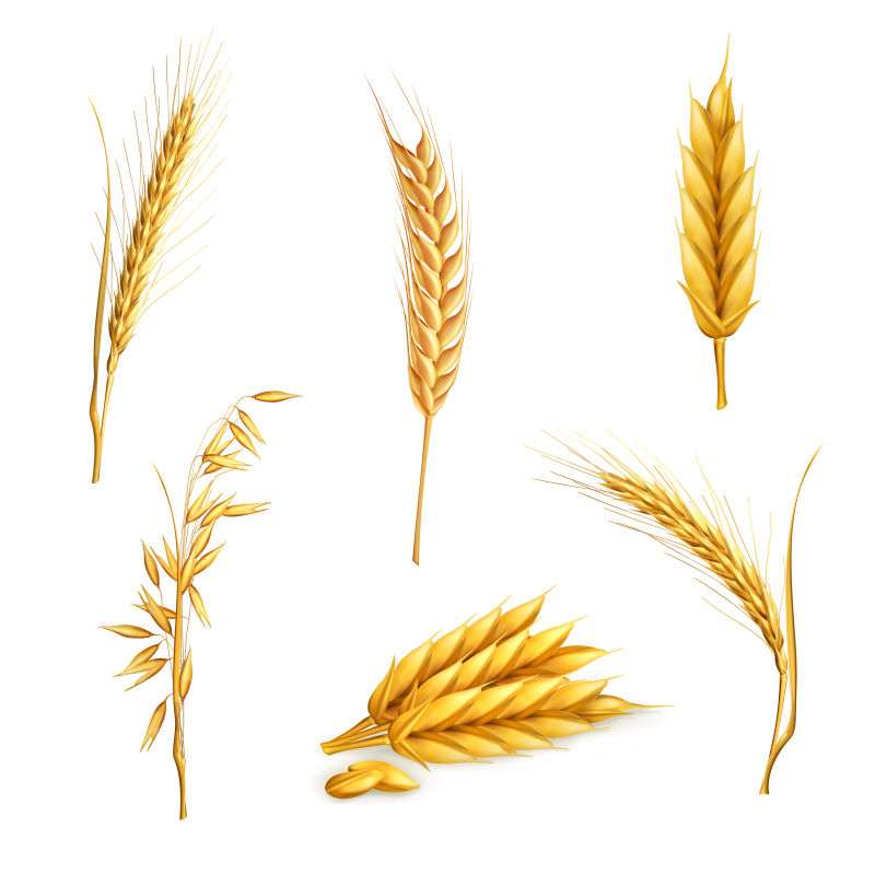 不同形态的小麦矢量插画