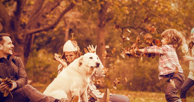 秋季落叶背景下带着宠物狗玩树叶的家庭